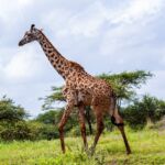 Les plus beaux espaces naturels à visiter au cours d'un séjour au Kenya