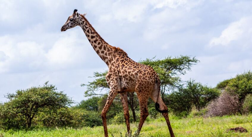 Les plus beaux espaces naturels à visiter au cours d'un séjour au Kenya