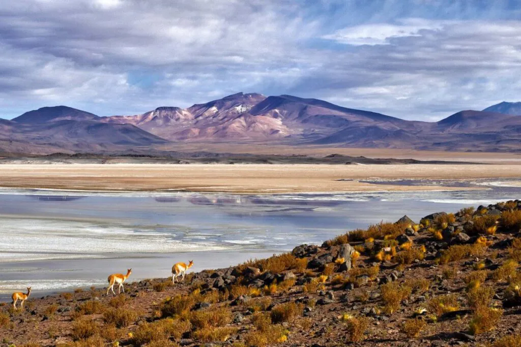Que faire dans le désert d'Atacama, Chili ?