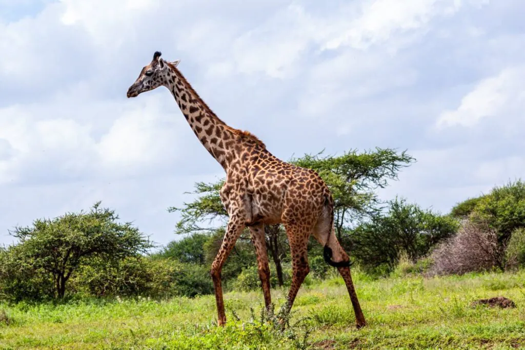 Quel est le meilleur parc national à visiter au Kenya ?
